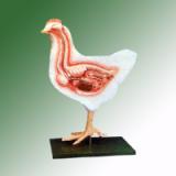 BIRD DISSECTION (domestic hen)